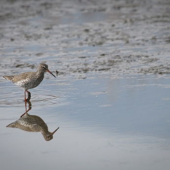 Migrația de toamnă